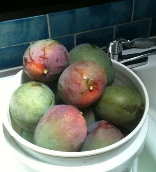 Bucket of Kent mangos